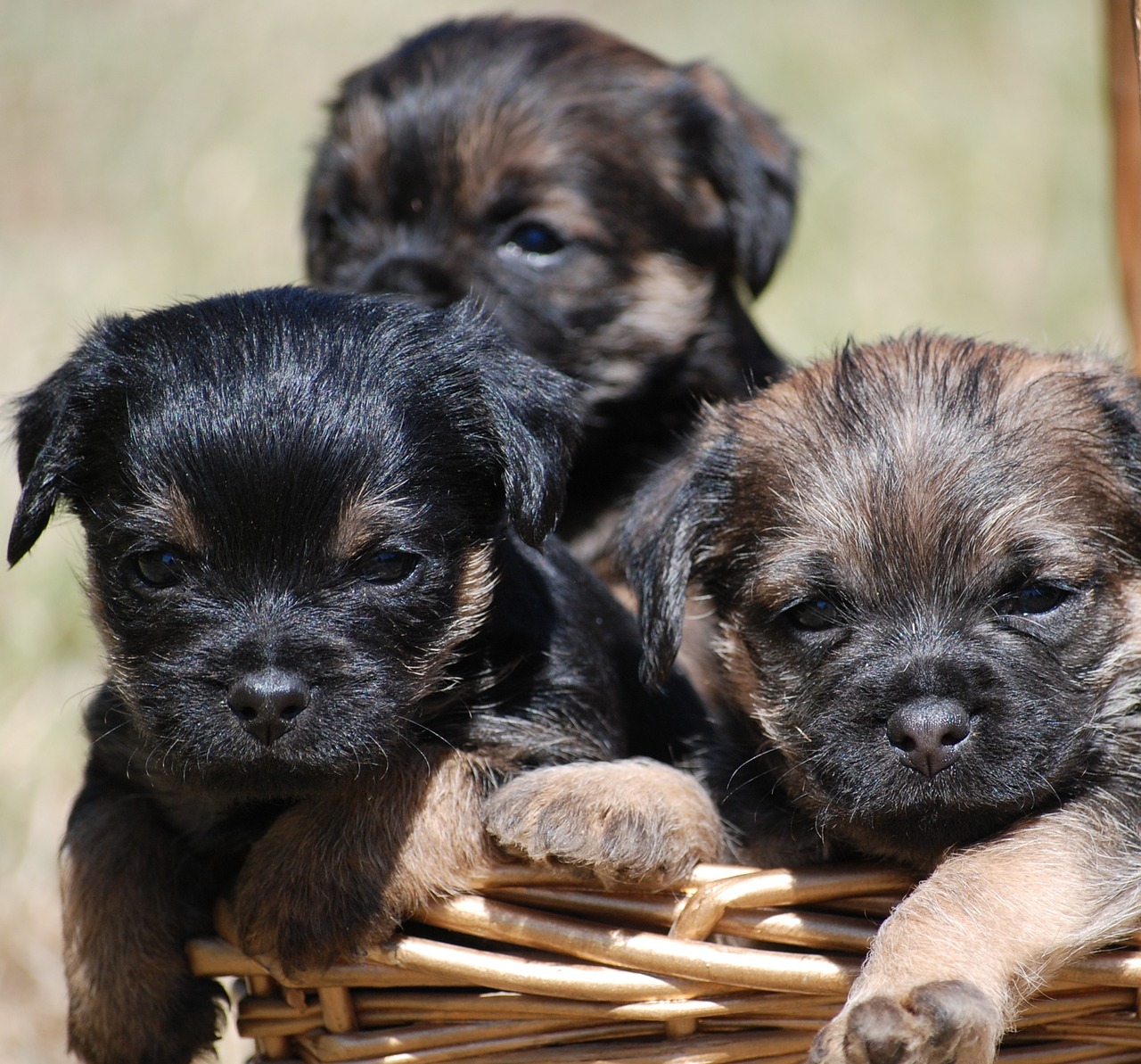 Quick and Easy Ways To Clean Up Pet Problems Quick and Easy Ways To Clean Up Pet Problems